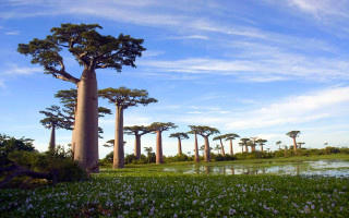 Trees field water flowers background - a group of trees free wallpaper