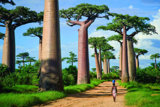 Person walking dirt road tall - a dirt path free wallpaper