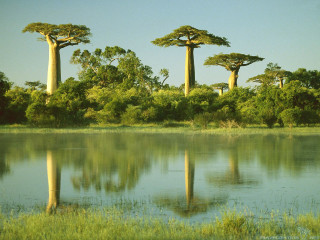Lake trees grass blue sky 7 - tall tree free wallpaper