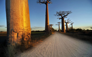 Dirt road tall trees between - both side of it free wallpaper