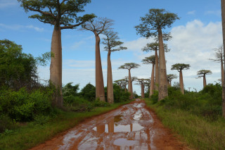 Dirt road tall trees grass - both side of it free wallpaper