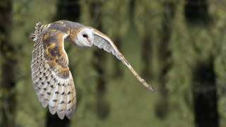 Barn owl flying wings spread 2 - arie smit free wallpaper