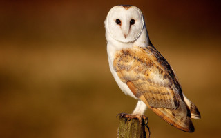 Barn owl perched post field - a barn owl free wallpaper