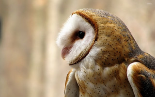 Barn owl closeup blurry background - a blurry background of trees and bushes free wallpaper