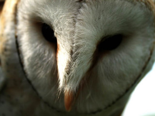 Owl closeup blurry background face - shallow free wallpaper
