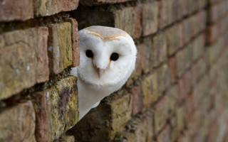 White owl peeking brick wall - a white owl free wallpaper