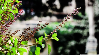 Purple flowers green leaves garden - in the foreground free wallpaper