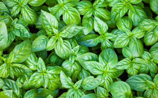 Close up green leaves water - carpoforo tencalla free wallpaper