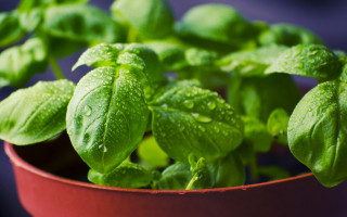 Potted plant green leaves water - green leaf and water droplets free wallpaper
