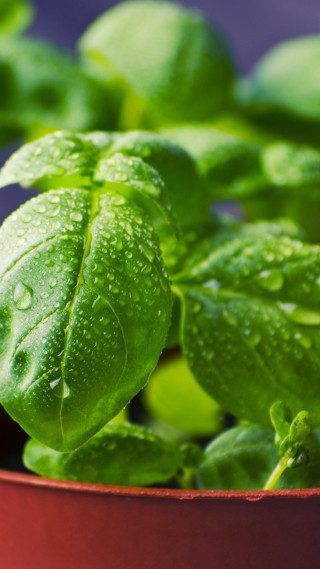 Potted plant water droplets leaves - free nature wallpaper
