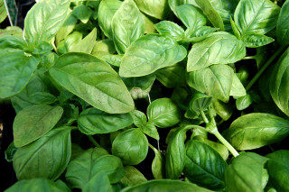 Green leaves growing in the - the ground together free wallpaper