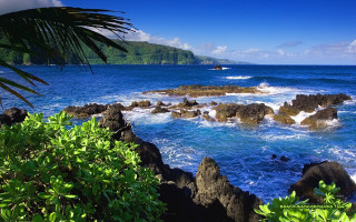 Rocky beach palm tree boat - a rocky beach free wallpaper