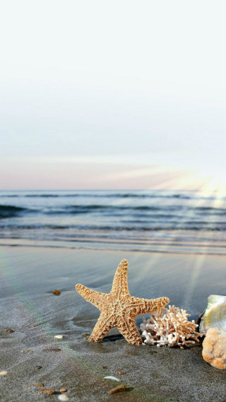 Starfish shells beach sun shining - the sand free wallpaper