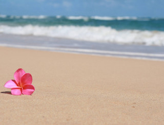 Pink flower beach sand ocean - araceli gilbert free wallpaper