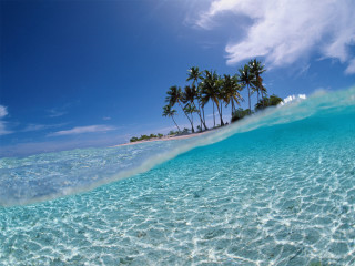 Wave beach palm trees blue 2 - free beach wallpaper