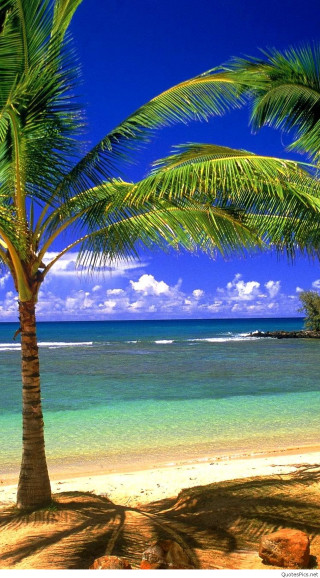Palm tree beach blue sky 22 - a blue sky and ocean in the background free wallpaper