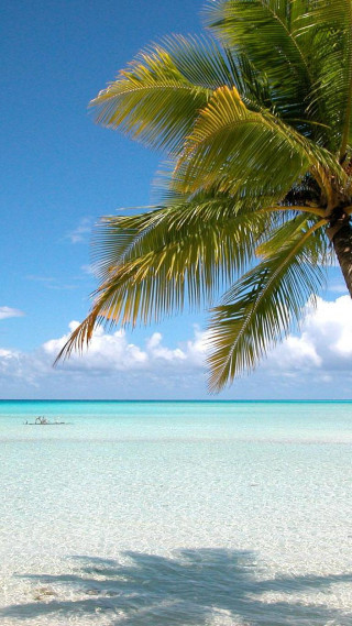 Palm tree beach boat blue - beautiful scenery free wallpaper