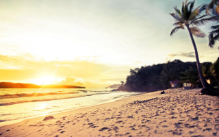 Beach palm tree sunset person 2 - a surfboard free wallpaper