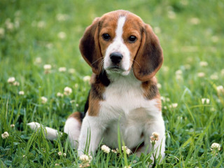 Sad dog sitting grass with - a sad look free wallpaper