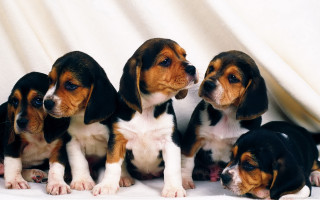 Puppies sitting white surface background - a white background behind them free wallpaper