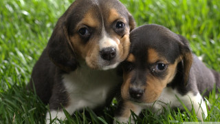 Two puppies sitting grass cute - daphne mcclure free wallpaper