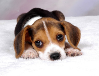 Puppy lying white blanket sad - a picture free wallpaper