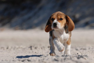 Beagle puppy running sandy beach - a sandy beach free wallpaper