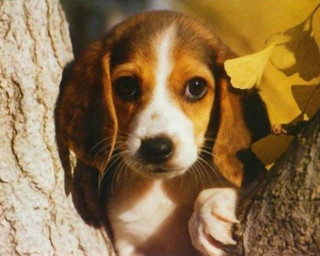 Dog peeking tree branch leaves - behind a tree branch free wallpaper