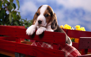Puppy sitting bench paws looking - the bench free wallpaper
