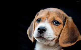 Puppy sad hand camera black - a puppy free wallpaper
