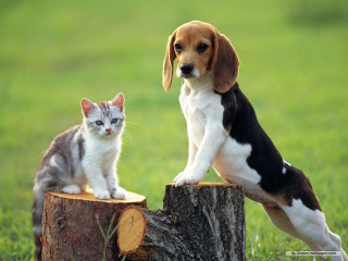 Dog cat tree stump field - a green field free wallpaper