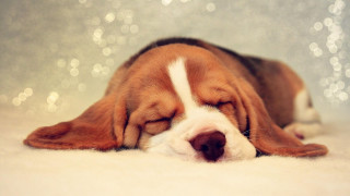 Dog sleeping white carpet head - cute free wallpaper for desktop