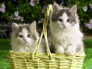 Kittens basket grass sun outside 2 - outside free wallpaper
