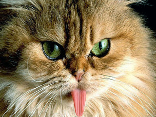 Cat tongue out angry green - its tongue free wallpaper