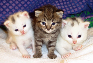 Three kittens blanket looking camera - the other free wallpaper