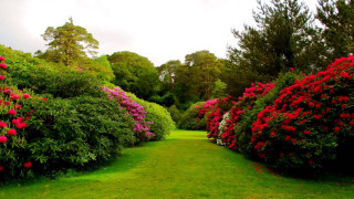Lush green field flower path 2 - lot of flowers free wallpaper