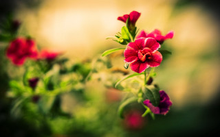 Camellia hibiscus bokeh macro flower - a blurry background of flowers free wallpaper