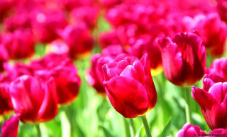 Red tulips yellow tips green 2 - red tulip free wallpaper