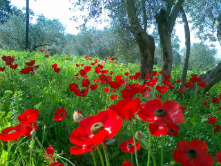 Red flower field bird trees - an impressionist painting free wallpaper