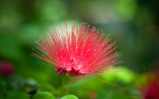 Red flower green leaves blurry 2 - a red flower free wallpaper