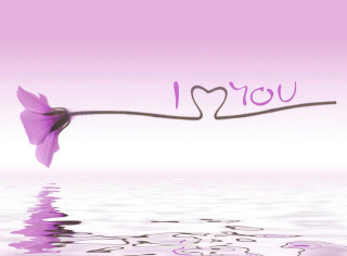 Pink flower floating water i - top of a body free wallpaper for desktop