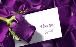 Purple rose i love you 2 - a purple rose free wallpaper