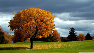 Tree yellow leaves cloudy sky - a green field free wallpaper