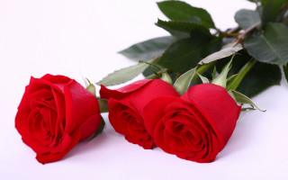 Red roses white surface leaves 2 - the other free wallpaper