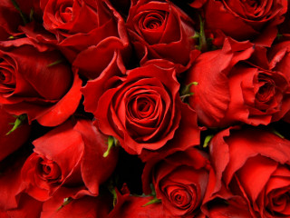 Red roses bouquet arrangement flower - red rose free wallpaper