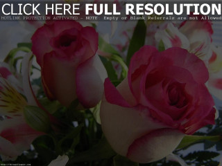 Vase filled pink roses tablecloth - pink rose free wallpaper