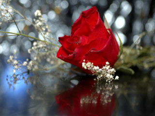 Red rose table bunch flowers - top of a table next free wallpaper