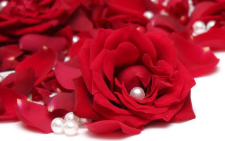 Red rose pearls closeup white - anne dunn free wallpaper