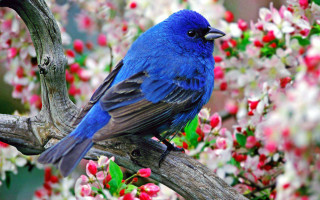 Blue bird branch red flowers 2 - a branch of a tree free wallpaper