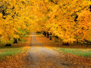 Road trees yellow leaves fence 2 - a road free wallpaper